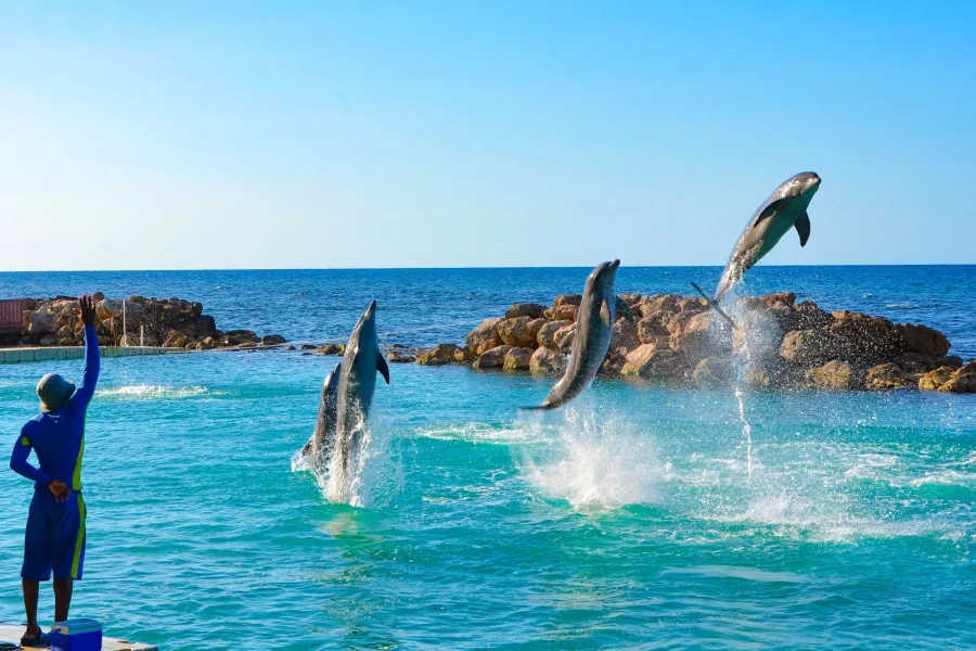 Dolphin Cove